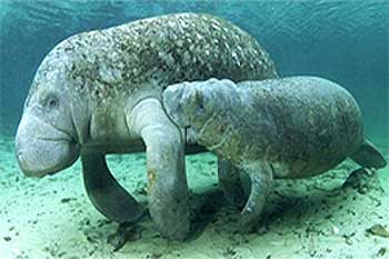 Sea Cow (Dugongs)
